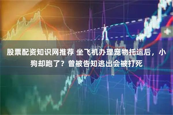 股票配资知识网推荐 坐飞机办理宠物托运后，小狗却跑了？曾被告知逃出会被打死